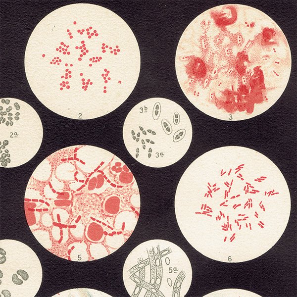 博物画：バクテリア（細菌） アンティークプリント  0115