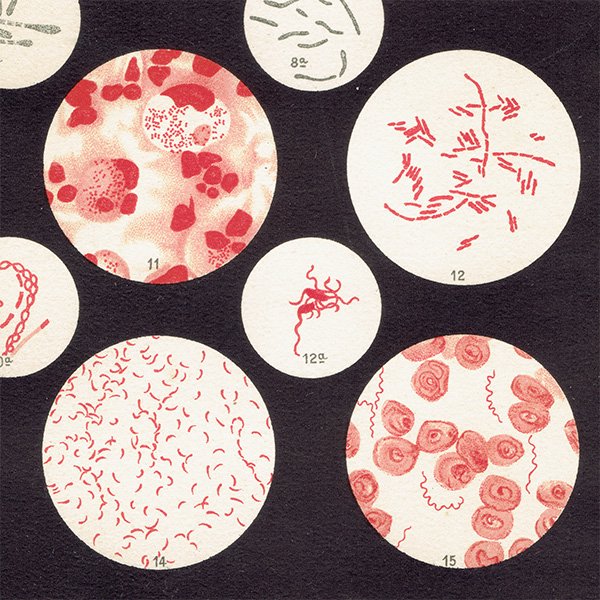 博物画：バクテリア （細菌） アンティークプリント 標本画  0115