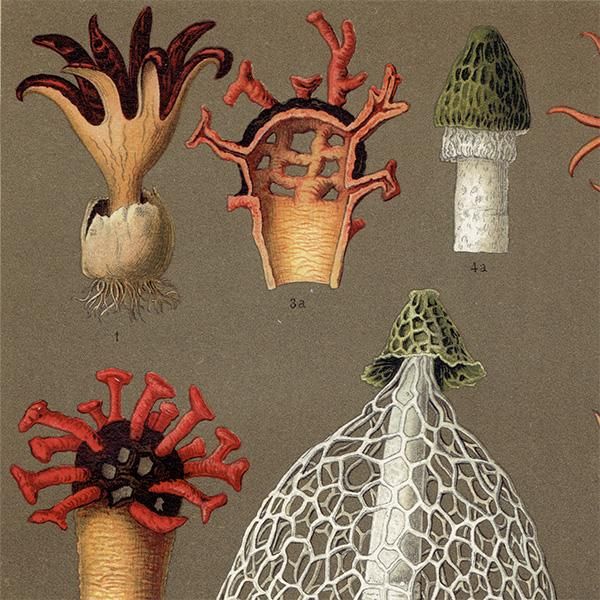 ドイツのアンティークきのこプリント ボタニカルアート | 植物画0523