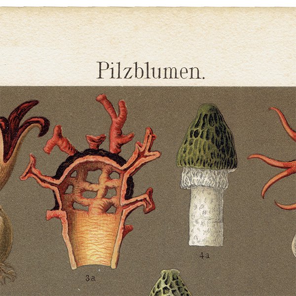 ドイツのアンティークきのこプリント ボタニカルアート | 植物画0523