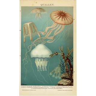海洋生物 クラゲ（海月） アンティークプリント 博物画 標本画｜0102