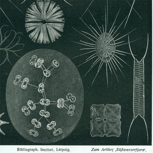 海洋生物 淡水藻類（プランクトン） アンティークプリント 博物