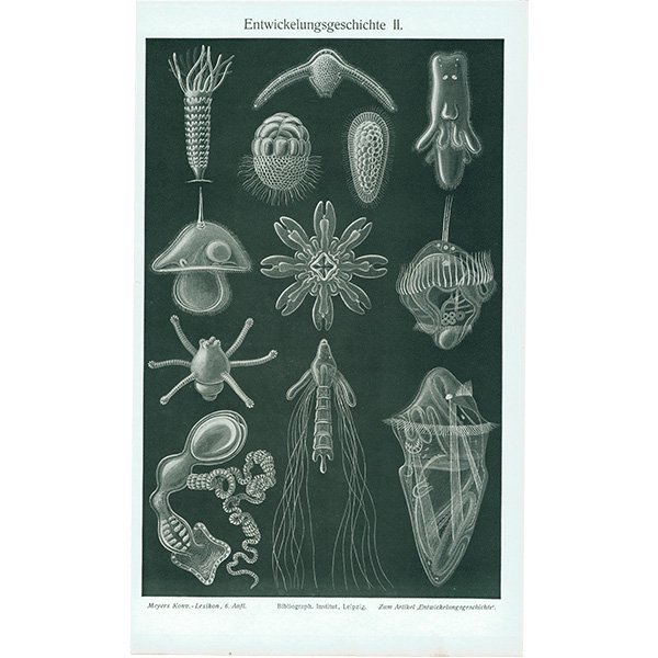 海洋生物 淡水藻類（プランクトン） アンティークプリント 博物画 標本 