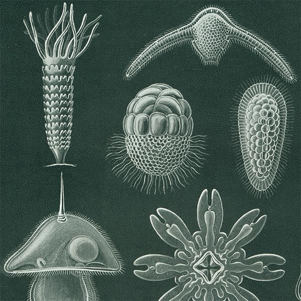 海洋生物 淡水藻類（プランクトン） アンティークプリント 博物