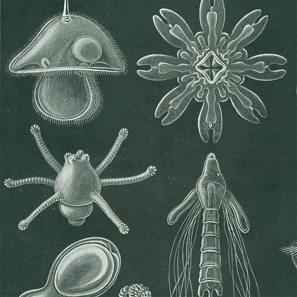 海洋生物 淡水藻類（プランクトン） アンティークプリント 博物