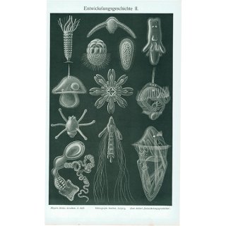 海洋生物 淡水藻類（プランクトン）のアンティークプリント 博物画｜0100