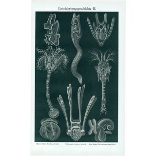 海洋生物 淡水藻類（プランクトン） アンティークプリント 博物画 標本画｜0101