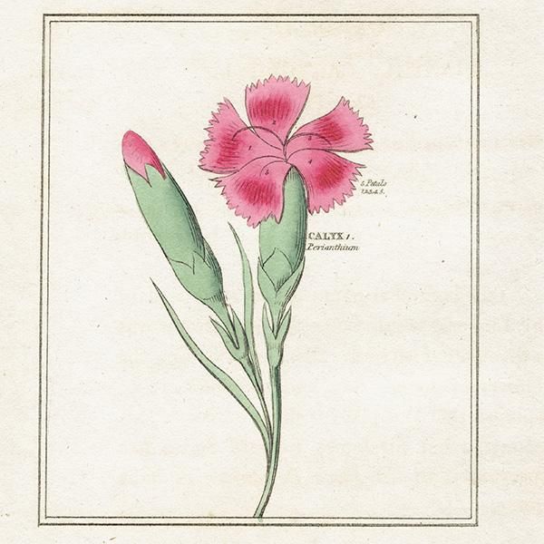 イギリス アンティークボタニカルアート/植物画 CLOVE PINK イギリス アンティークボタニカルアート/植物画 CLOVE PINK