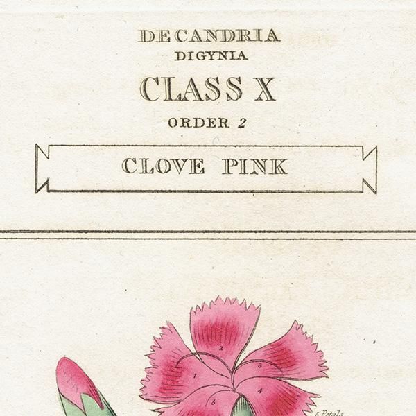 イギリス アンティークボタニカルアート/植物画 CLOVE PINK イギリス アンティークボタニカルアート/植物画 CLOVE PINK