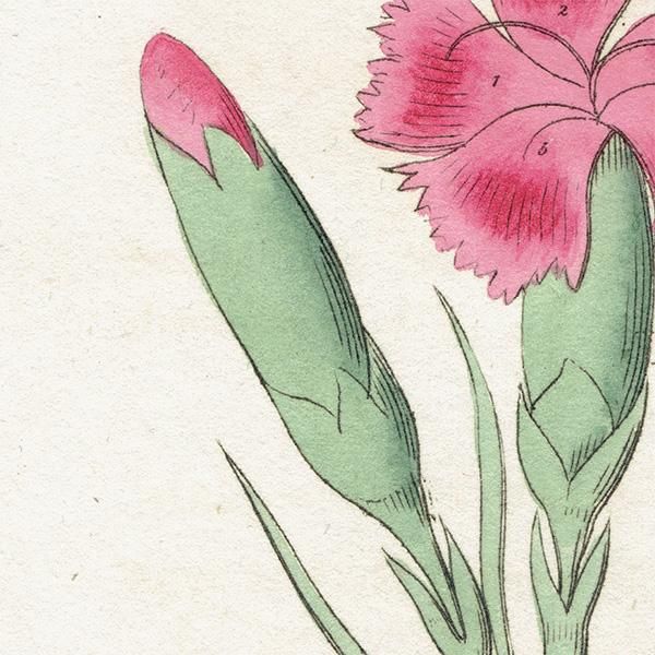 イギリス アンティークボタニカルアート/植物画 CLOVE PINK イギリス アンティークボタニカルアート/植物画 CLOVE PINK