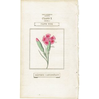 イギリス アンティークボタニカルアート/植物画 CLOVE PINK（クローブ・ピンク/カーネーション）  0528