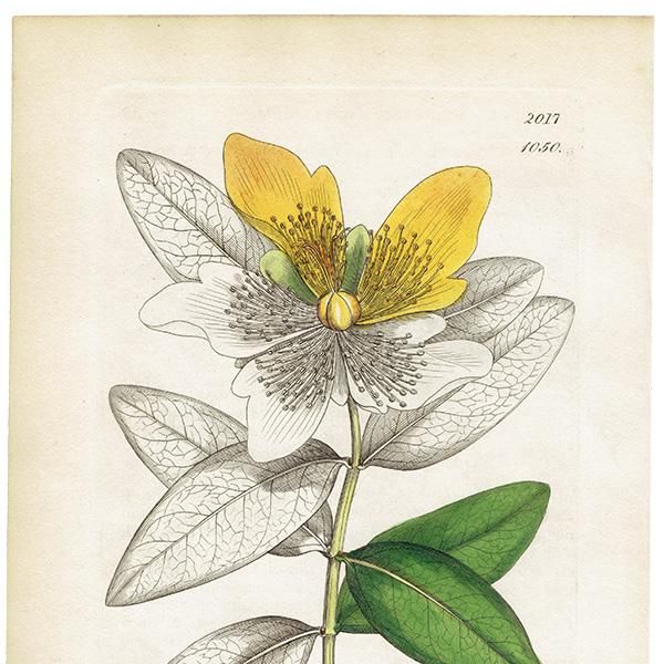 ꥹ ܥ˥륢/ʪ Hypericum calyeinum(襦󥷥Х). plate.1050,1839ǯ 0529