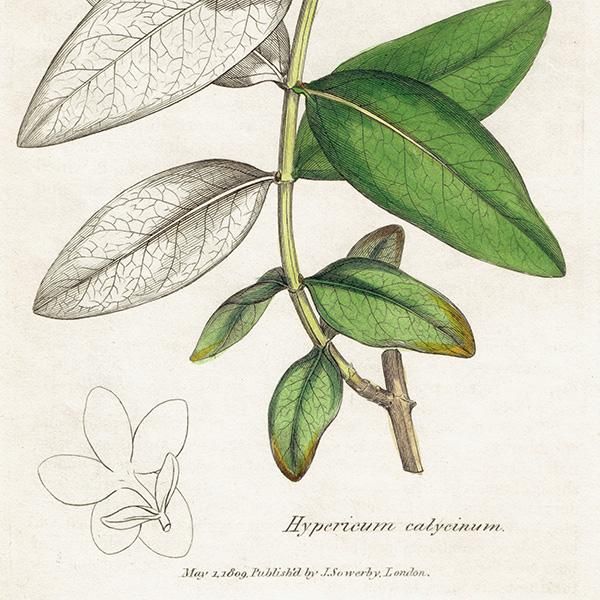 ꥹ ܥ˥륢/ʪ Hypericum calyeinum(襦󥷥Х). plate.1050,1839ǯ 0529