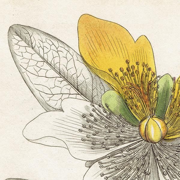 ꥹ ܥ˥륢/ʪ Hypericum calyeinum(襦󥷥Х). plate.1050,1839ǯ 0529