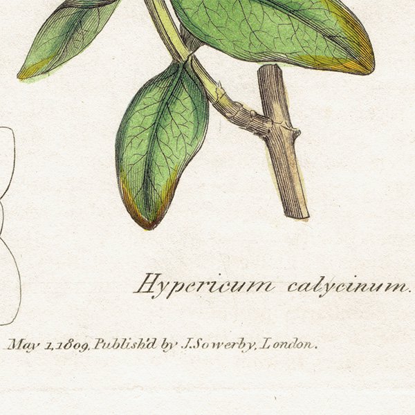 ꥹ ܥ˥륢/ʪ Hypericum calyeinum(襦󥷥Х). plate.1050,1839ǯ 0529