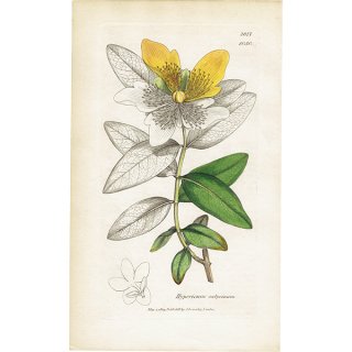 イギリス ボタニカルアート/植物画 Hypericum calyeinum(セイヨウキンシバイ). plate.1050,1839年 0529