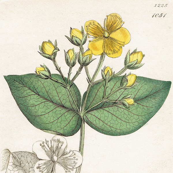 ꥹ ܥ˥ץ/ʪ Hypericum Androsaemum(ܥȥ). plate.1051,1839ǯ  0530