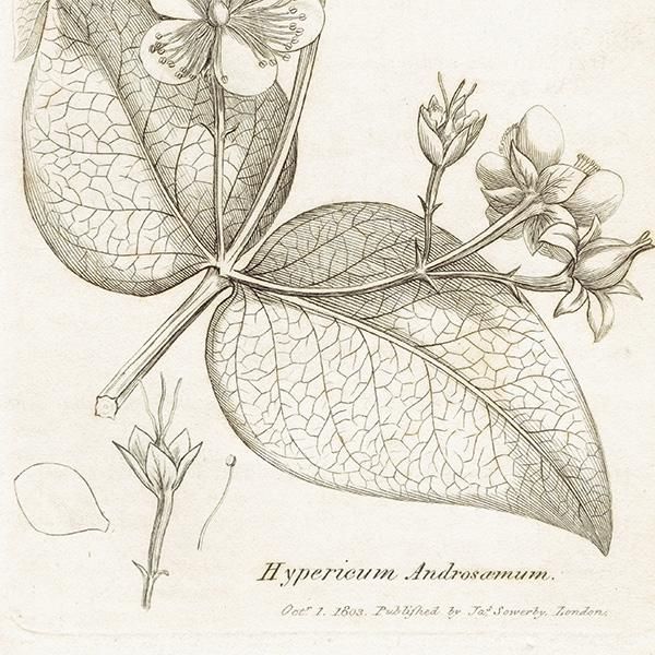 ꥹ ܥ˥ץ/ʪ Hypericum Androsaemum(ܥȥ). plate.1051,1839ǯ  0530