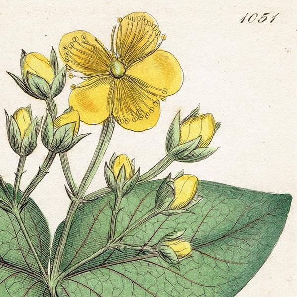 ꥹ ܥ˥ץ/ʪ Hypericum Androsaemum(ܥȥ). plate.1051,1839ǯ  0530