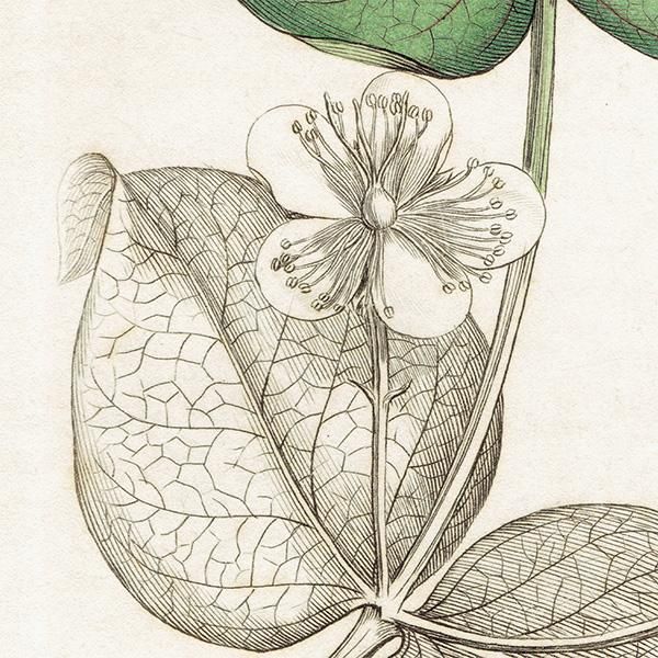 ꥹ ܥ˥ץ/ʪ Hypericum Androsaemum(ܥȥ). plate.1051,1839ǯ  0530