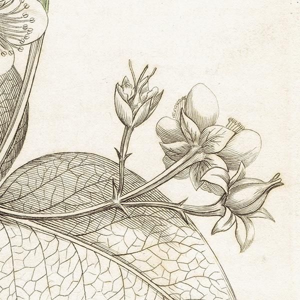 ꥹ ܥ˥ץ/ʪ Hypericum Androsaemum(ܥȥ). plate.1051,1839ǯ  0530