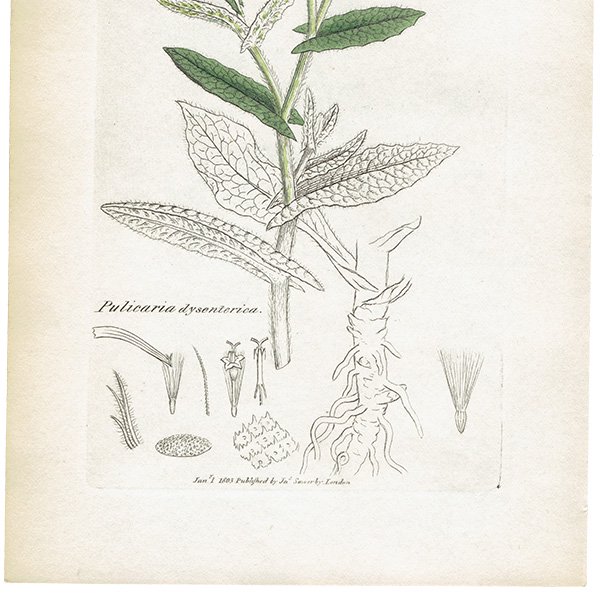 ꥹ ܥ˥륢/ʪ Pulicaria dysenterica(ץꥫꥢƥꥫ). plate.1164,1839ǯ 0531