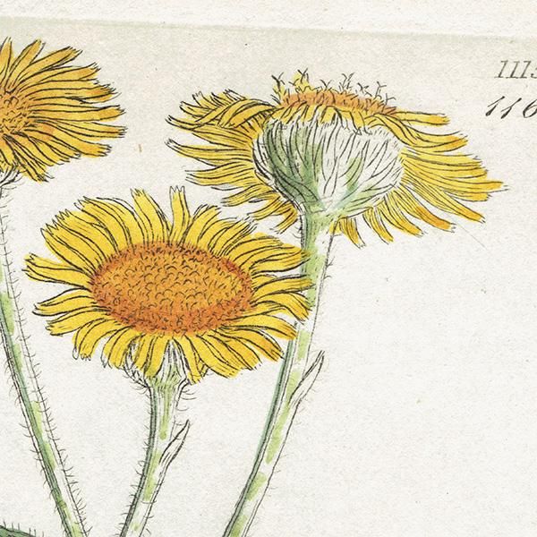 ꥹ ܥ˥륢/ʪ Pulicaria dysenterica(ץꥫꥢƥꥫ). plate.1164,1839ǯ 0531