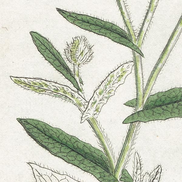 ꥹ ܥ˥륢/ʪ Pulicaria dysenterica(ץꥫꥢƥꥫ). plate.1164,1839ǯ 0531