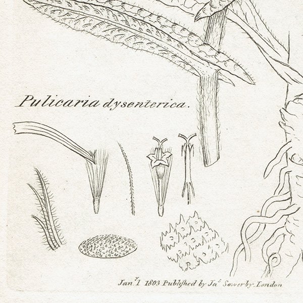 ꥹ ܥ˥륢/ʪ Pulicaria dysenterica(ץꥫꥢƥꥫ). plate.1164,1839ǯ 0531