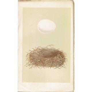 バードエッグ アンティークプリント ヨーロッパチュウヒ（MARSH HARRIER / 欧羅巴沢鵟）の卵と巣 077