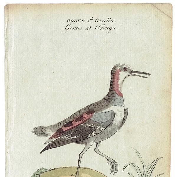 ĻΥƥץ ʪ (The Natural History of Birds) 1737ǯ  0116