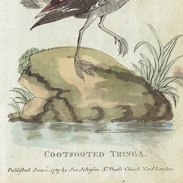 ĻΥƥץ ʪ (The Natural History of Birds) 1737ǯ  0116