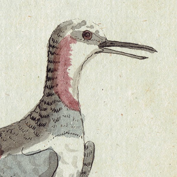 ĻΥƥץ ʪ (The Natural History of Birds) 1737ǯ  0116