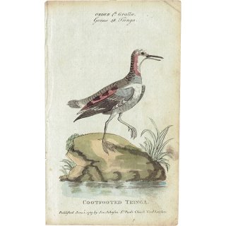 鳥のアンティークプリント 博物画 (The Natural History of Birds) 1737年  0116