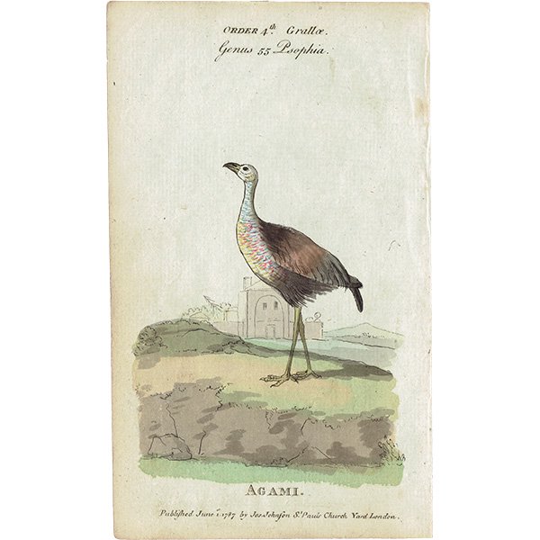 Agami Ļ ꥹ ƥץ ʪ ɸܲ (The Natural History of Birds) 1737ǯ  0118