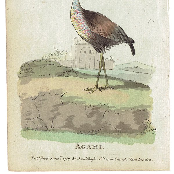 Agami Ļ ꥹ ƥץ ʪ ɸܲ (The Natural History of Birds) 1737ǯ  0118