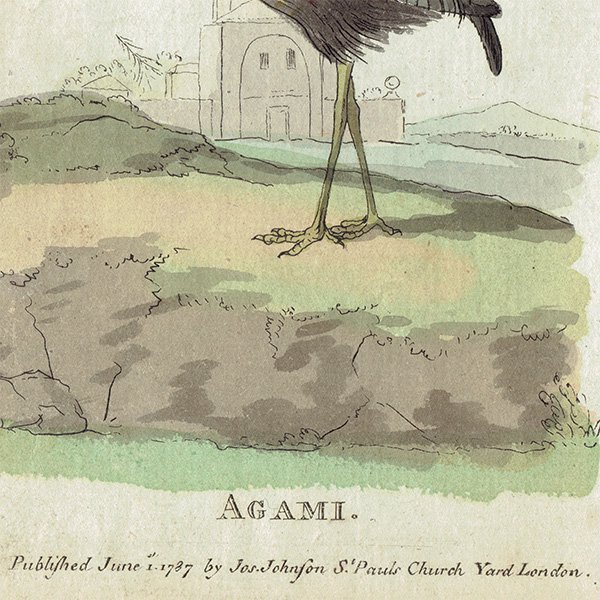 Agami Ļ ꥹ ƥץ ʪ ɸܲ (The Natural History of Birds) 1737ǯ  0118