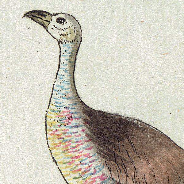 Agami Ļ ꥹ ƥץ ʪ ɸܲ (The Natural History of Birds) 1737ǯ  0118