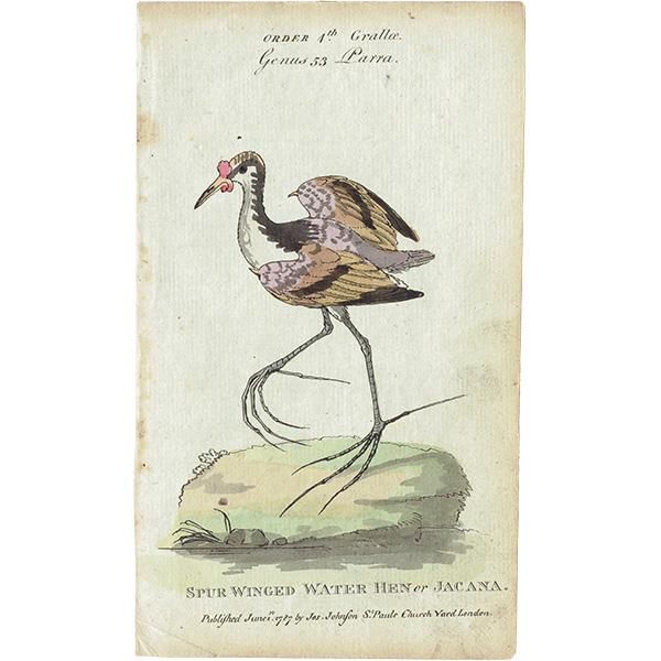 Spur Winged Water Hen or Jacana Ļ ꥹ ƥץ ʪ ɸܲ (The Natural History of Birds) 1737ǯ  0117