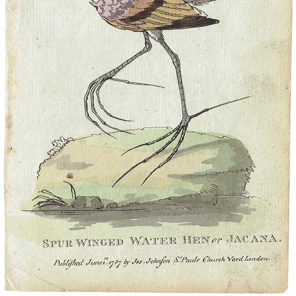 Spur Winged Water Hen or Jacana Ļ ꥹ ƥץ ʪ ɸܲ (The Natural History of Birds) 1737ǯ  0117