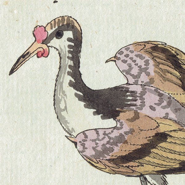 Spur Winged Water Hen or Jacana Ļ ꥹ ƥץ ʪ ɸܲ (The Natural History of Birds) 1737ǯ  0117