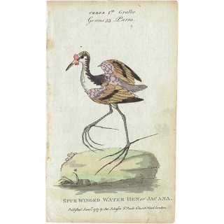 Spur Winged Water Hen or Jacana 鳥のアンティークプリント 博物画 (The Natural History of Birds) 1737年  0117