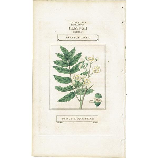 春新作の 洋書 イギリスアンティークThe Nature Notes宿木