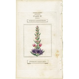 イギリス アンティークボタニカルアート/植物画 PURPLE LOOSESTRIFE（エゾミソハギ）  0534