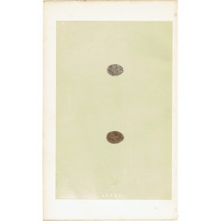 バードエッグ アンティークプリント スズメ/雀（SPARROW）の卵 081