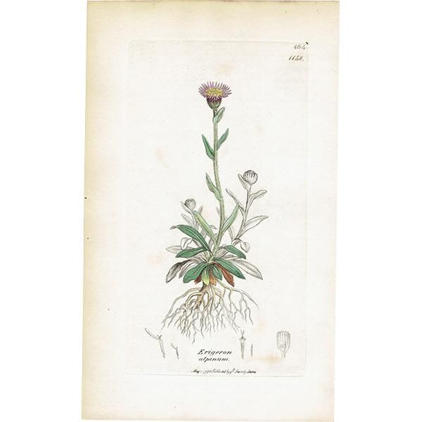 ꥹ ܥ˥륢/ʪ ERIGERON alpinus(ꥲ󡦥ԥ̥). plate.1148,1839ǯ 0535