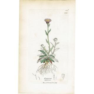 ꥹ ܥ˥륢/ʪ ERIGERON alpinus(ꥲ󡦥ԥ̥). plate.1148,1839ǯ 0535