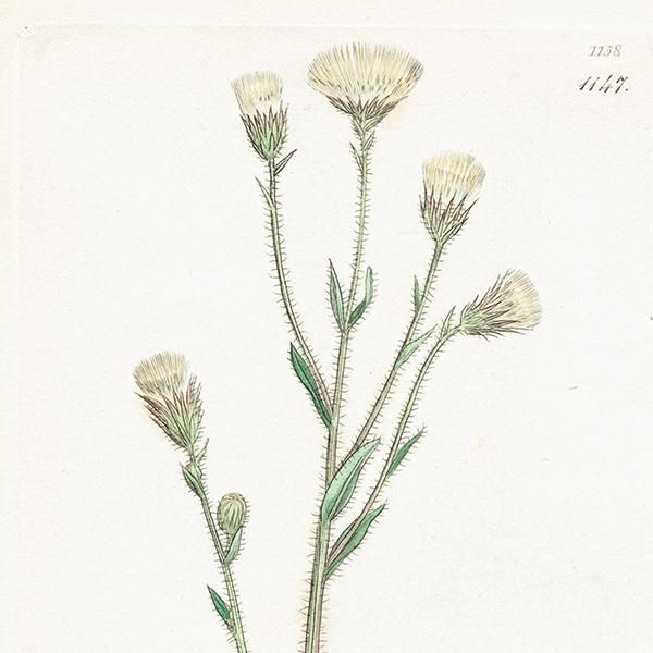 ꥹ ܥ˥륢/ʪ ERIGERON acris(ꥲ󡦥ꥹ). plate.1147,1839ǯ 0536