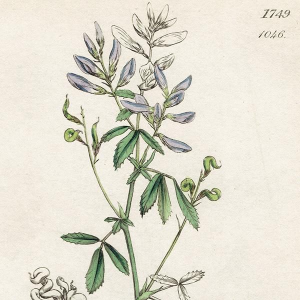 イギリス ボタニカルアート/植物画 MEDICAGO sativa(ムラサキ イギリス ボタニカルアート/植物画 MEDICAGO sativa(ムラサキ