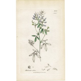 ꥹ ܥ˥륢/ʪ MEDICAGO sativa(饵ޥ䥷). plate.1046,1839ǯ 0537